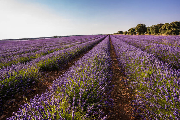 View of a colourful lavender flower field at sunset. Nature concept. - Photo, Image