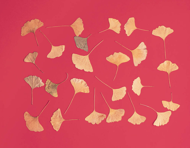 Bladeren van Gingko Biloba tegen rode achtergrond. Minimale vlakke lay horizontale samenstelling, herfst dcoratief concept - Foto, afbeelding