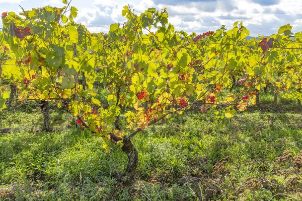 detail pestrobarevných listů révy vinné ve vinici v regionu Rheingau ve Wallufu, Německo - Fotografie, Obrázek