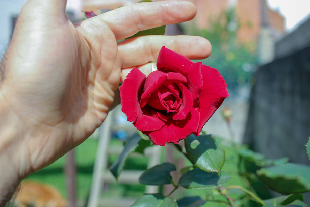 tocando una rosa roja en mi jardín con mi mano - Foto, Imagen