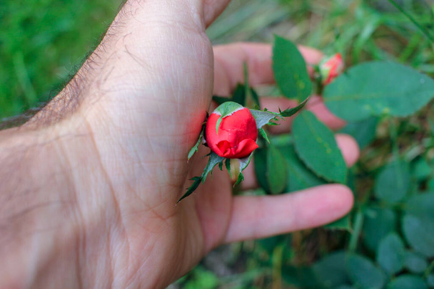 my hand toching a little red rose in my garden - Fotoğraf, Görsel
