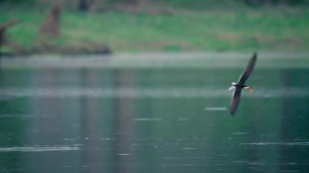 Skimmer negro volando bajo sobre el estanque con pico sumergido en el agua en cámara lenta - Imágenes, Vídeo