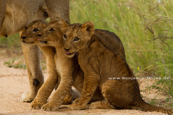 Lion - Zuid-Afrika - Foto, afbeelding