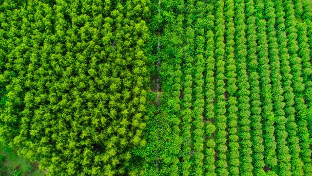 熱帯諸国の農業や栽培地域の美しい風景の空中ビュー。タイのユーカリ植林地。自然景観背景. - 写真・画像
