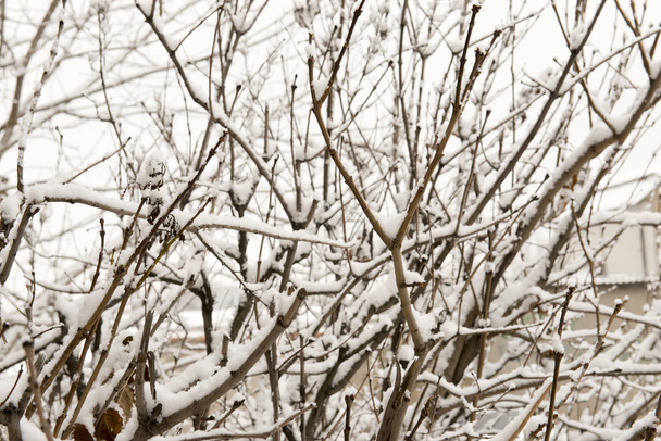 Větve stromu, které jsou pokryté sněhem na pozadí šedé zimní oblohy - Fotografie, Obrázek