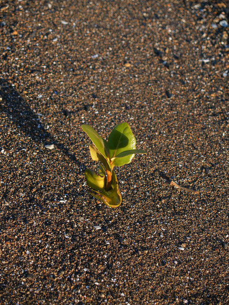 Σπορόφυτα Mangrove σε λασπόλουτρο στο Coromandel. - Φωτογραφία, εικόνα