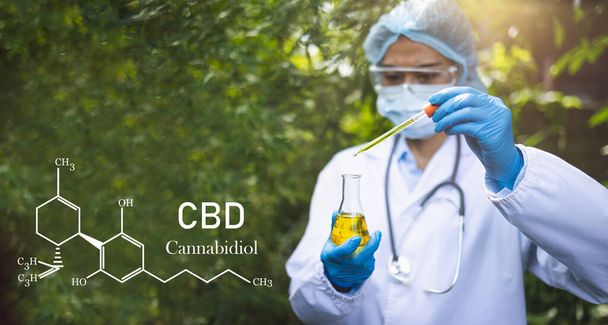 CBD óleo de cânhamo, mão segurando garrafa de óleo de Cannabis contra planta de maconha. Tratamento à base de plantas, medicina alternativa - Foto, Imagem