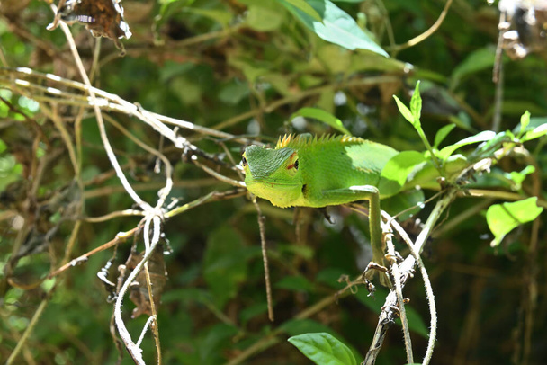 Zbliżenie przednich części twarzy, takich jak usta, nos, oczy i czoło zielonej jaszczurki leśnej (Calotes Calotes) - Zdjęcie, obraz