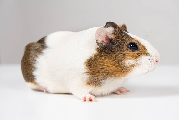 A small guinea pig aged 2 months sits on a white background. - Photo, Image