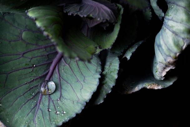 Close up widok z liści brokułów, tło żywności w ciemnych kolorach - Zdjęcie, obraz
