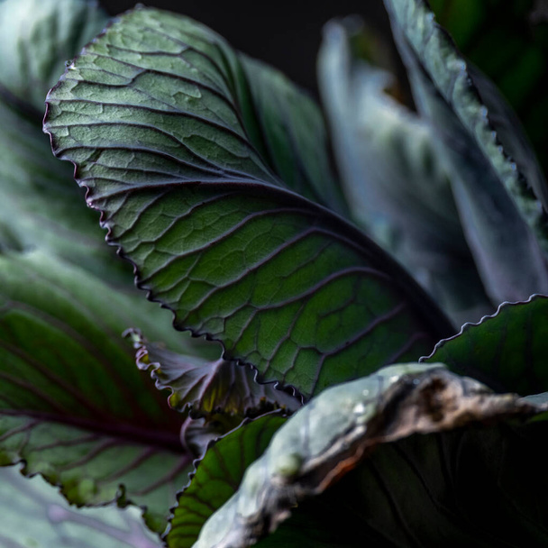 Brokoli yapraklarının yakın görüntüsü, yemek arkaplanı koyu renklerde. - Fotoğraf, Görsel