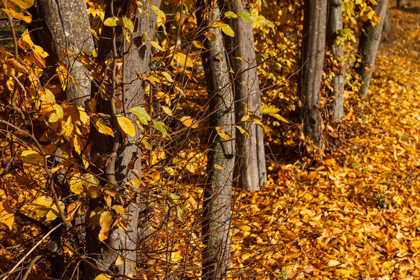 Oksa, jossa on kuivat keltaiset lehdet puun rungon taustalla - Valokuva, kuva