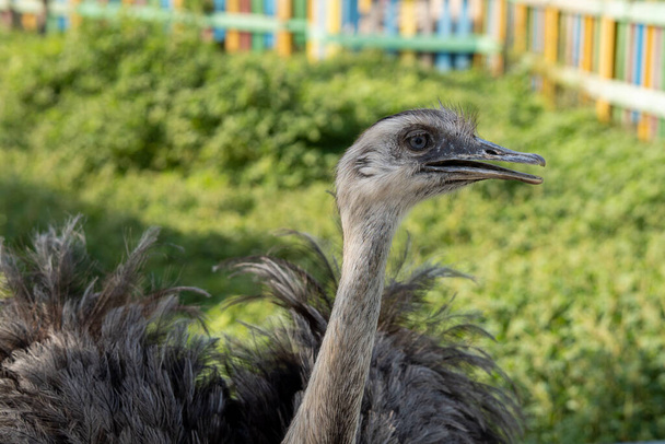 Australský Emu (Dromaius novaehollandiae) zblízka. - Fotografie, Obrázek
