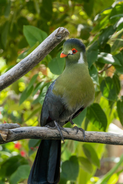A white-cheeked turaco (Menelikornis leucotis) perched in a tree in the rainforest. - Photo, Image