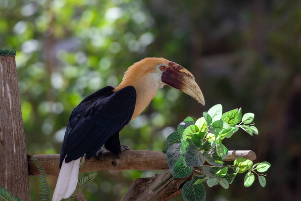 Hornbill de Blyth (Rhyticeros plicatus), também conhecido como hornbill papuano empoleirado em uma árvore de perto. - Foto, Imagem