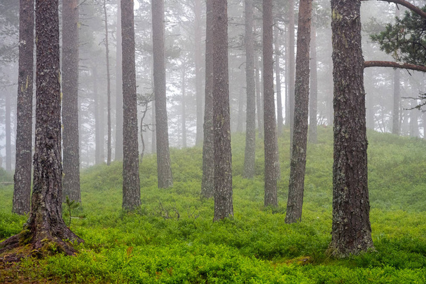 Όμορφο πευκοδάσος στην ομίχλη που παρατηρείται στη Νορβηγία - Φωτογραφία, εικόνα