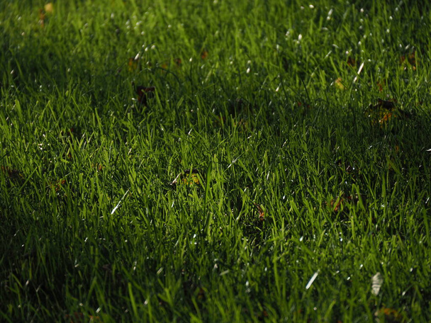 緑の草と最初の黄色の葉を持つ芝生は - 写真・画像