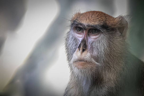 artistic portrait of a Patas monkey before a green background - Fotoğraf, Görsel