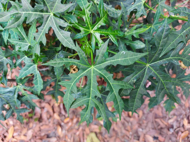 Φύλλα Pepaya ή Papaya ή betik - Φωτογραφία, εικόνα