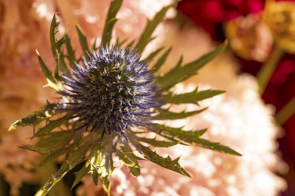 close up view of eryngium flowers, summer concept - Photo, Image