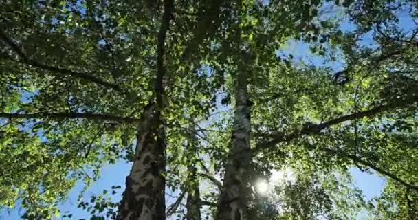 Trunk and foliage of birch against the blue sky - Footage, Video