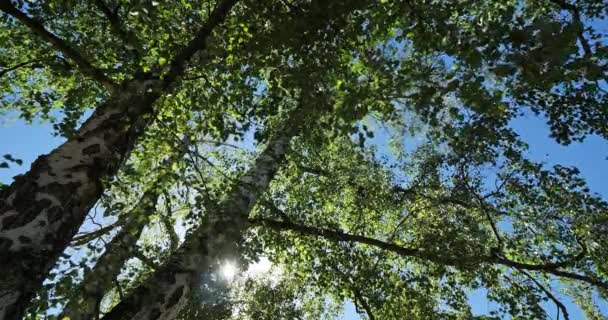Mavi gökyüzüne karşı huş ağacının gövdesi ve yaprakları - Video, Çekim
