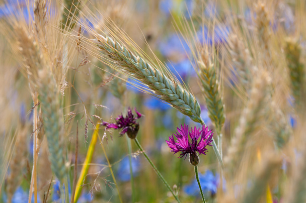 paarse korenbloemen - Foto, afbeelding