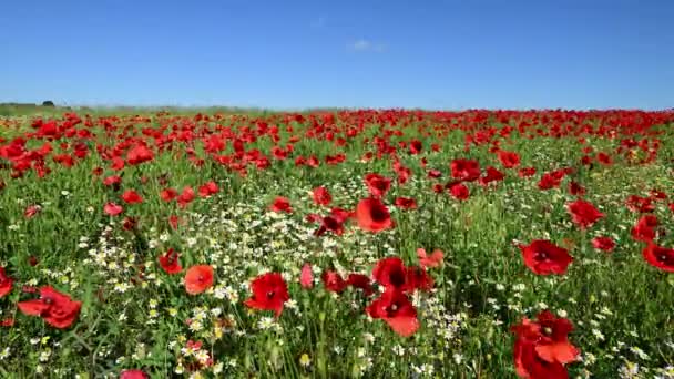 Beautiful view of the red poppies field in the summer - Footage, Video