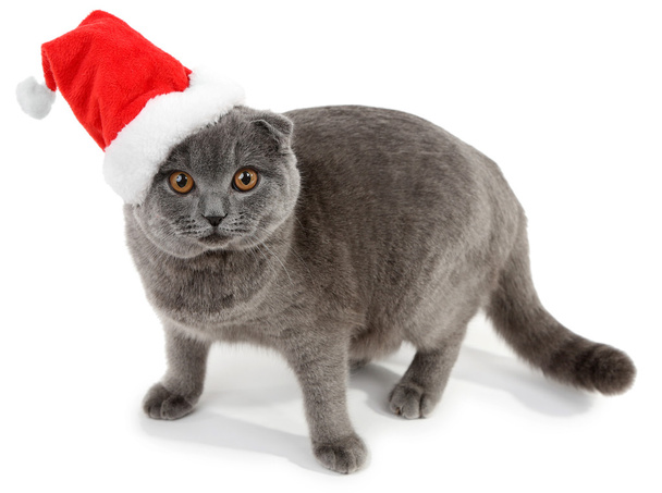 Lovely British cat in Christmas hat isolated on white - Foto, afbeelding