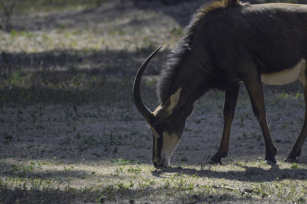 Obří sobolí antilopa v jihoafrické přírodní rezervaci - Fotografie, Obrázek