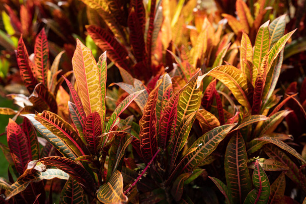 Czerwony Iceton typu Fire croton lub codiaeum variegatum liści. Wąskie liście urozmaiconego krotona świecącego w ciepłym słońcu. Zielone, czerwone, pomarańczowe i żółte cienkie kształty - Zdjęcie, obraz