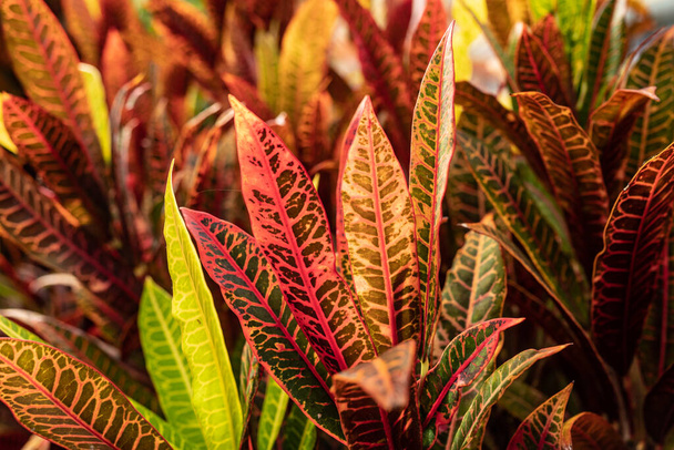 Red Iceton type of Fire croton or codiaeum variegatum foliage. Narrow leaves of variegated croton glowing in warm sunlight. Green, red, orange, and yellow thin shapes - Valokuva, kuva