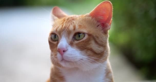 Zbliżenie przyjaznego kociego rudego kota, liżącego twarz i wąsy językiem. Dzikie zwierzęta. Temat zwierząt - Materiał filmowy, wideo
