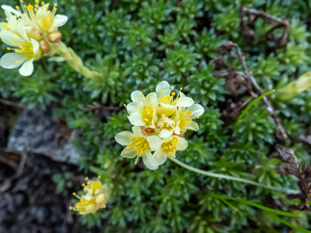 Close-up of Saxifrage (Saxifraga sp.) flowering with white and yellow flowers of five petals in rock garden in bright sunlight - Photo, Image