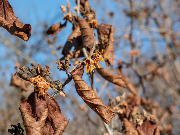 Close-up shot of the hybrid witch hazel (hamamelis x intermedia) flowering with yellow and orange twisted petals on bare stems in early spring. Hybrid between H.japonica and H.mollis. - Photo, Image