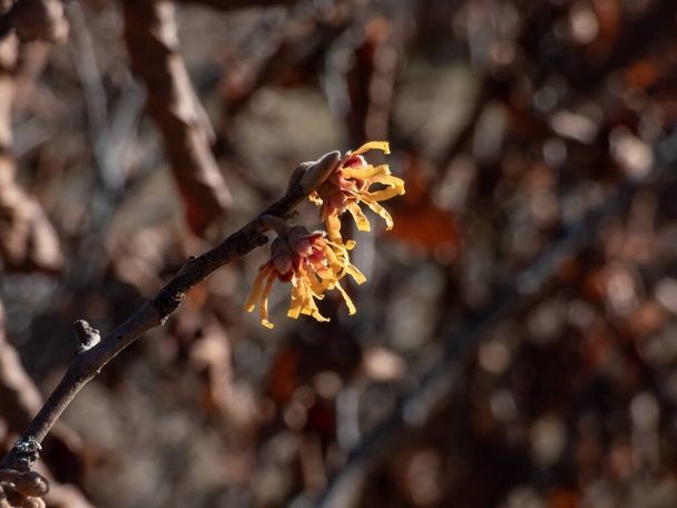 Melez cadı fındığı (hamamelis x intermedia), ilkbaharın başlarında sarı ve turuncu saplı yapraklarla çiçek açarken yakın plan bir çekim. H.japonica ve H.mollis arasındaki melez.. - Fotoğraf, Görsel