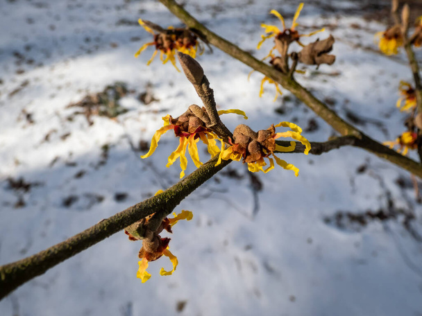Close-up shot of the hybrid witch hazel (hamamelis intermedia) flowering with yellow and orange twisted petals on bare stems in early spring with white snow in background - Photo, Image