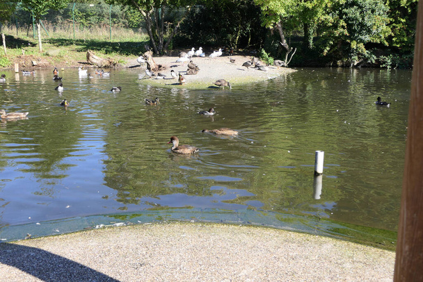 Mallard Ducks Hanhet ja muut luonnonvaraiset linnut puistossa Yhdistyneessä kuningaskunnassa - Valokuva, kuva