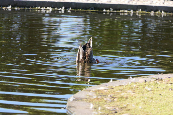 Mallard Ducks Husy a další volně žijící ptactvo v parku ve Velké Británii - Fotografie, Obrázek