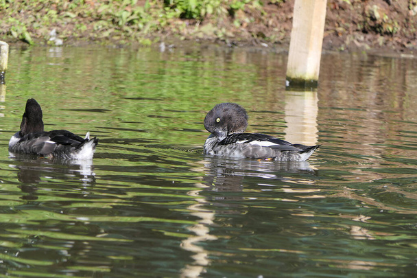 Ringnekeenden en andere wilde vogels zwemmen in wetlands in het Verenigd Koninkrijk - Foto, afbeelding