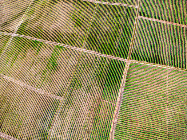 Aeroview of tobacco plantation, Venancio Aires, Rio Grande do Sul, Brazil - 写真・画像
