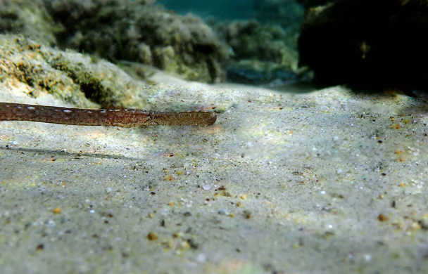 Underwater image in to the Mediterranean sea of Broadnosed pipefish - (Syngnathus typhle) - Photo, Image