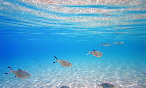 Underwater photo of Silverfish - Trachinotus ovatus    - Photo, Image