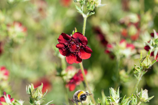 Flower of a scarlet cinquefoil, Potentilla thurberi  - Photo, Image