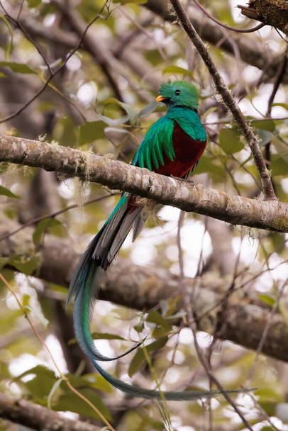 Male resplendent quetzal Pharomachrus mocinno perching on a branch near San Gerardo de Dota national park, Costa Rica. High quality photo - Photo, Image