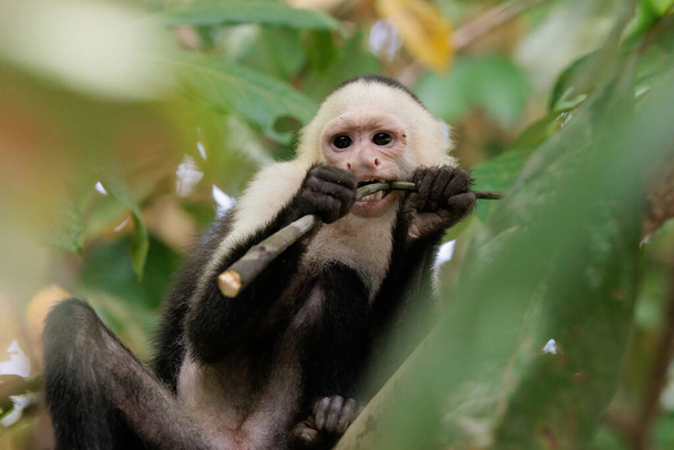 capuchino de cara blanca - imitador de Cebus de cabeza blanca comiendo a lo largo del río Sierpe cerca del parque nacional Corcovado, península de Osa, Costa Rica. Foto de alta calidad - Foto, Imagen