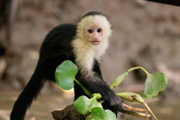white-faced capuchin - White headed capuchin Cebus imitator along Sierpe river near Corcovado national park, Osa peninsula, Costa Rica - Photo, Image