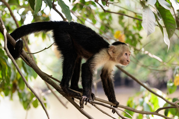 capuchino de cara blanca imitador de Cebus de cabeza blanca a lo largo del río Sierpe cerca del parque nacional Corcovado, península de Osa, Costa Rica - Foto, Imagen