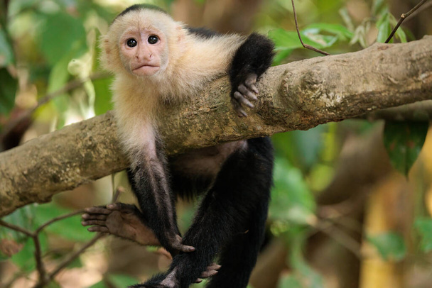 capuchino de cara blanca imitador de Cebus de cabeza blanca a lo largo del río Sierpe cerca del parque nacional Corcovado, península de Osa, Costa Rica - Foto, Imagen