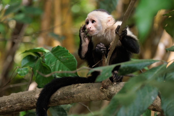 capuchinho-de-cara-branca - imitador-de-cabeça-branca Cebus ao longo do rio Sierpe, perto do parque nacional do Corcovado, península de Osa, Costa Rica - Foto, Imagem